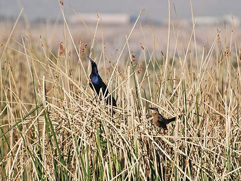 Great-tailed Grackle (Quiscalus mexicanus)