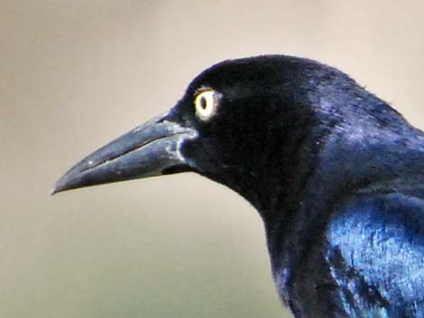 Great-tailed Grackle (Quiscalus mexicanus)