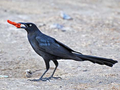 Great-tailed Grackle (Quiscalus mexicanus)