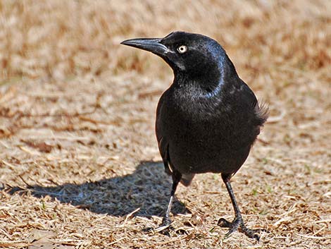 Great-tailed Grackle (Quiscalus mexicanus)