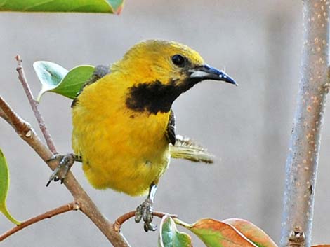 Hooded Orioles (Icterus cucullatus)