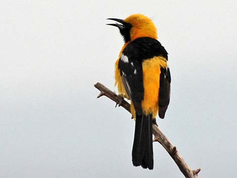 Hooded Oriole (Icterus cucullatus)