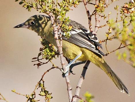 Hooded Oriole (Icterus cucullatus)