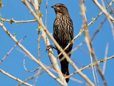 Red-winged Blackbird (Agelaius phoeniceus)