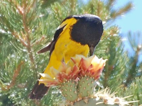 Scott's Oriole (Icterus parisorum)