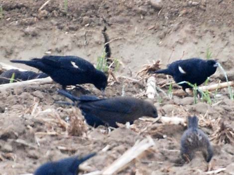 Tricolored Blackbird (Agelaius tricolor)