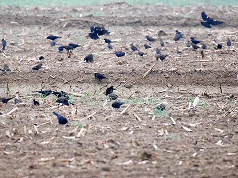 Tricolored Blackbird (Agelaius tricolor)