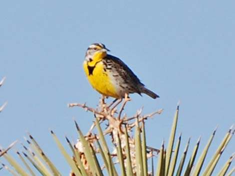 Western Meadowlark (Sturnella neglecta)