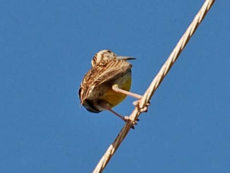 Western Meadowlark (Sturnella neglecta)