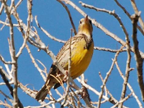 Western Meadowlark (Sturnella neglecta)