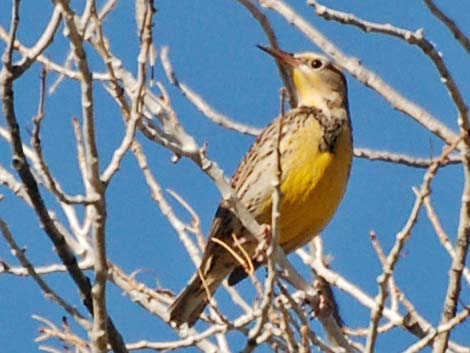 Western Meadowlark (Sturnella neglecta)