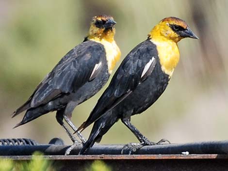 Yellow-headed Blackbird (Xanthocephalus xanthocephalus)