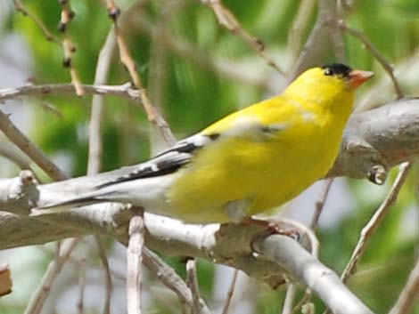 American Goldfinch (Carduelis tristis)