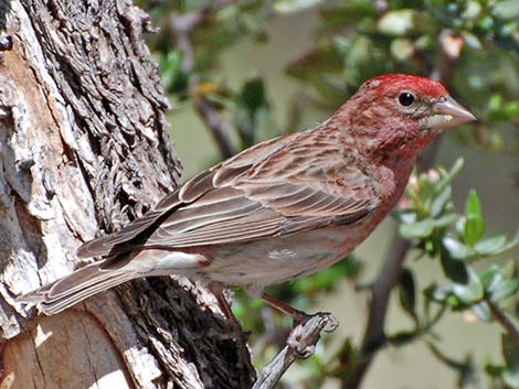 Cassin's Finch (Carpodacus cassinii)