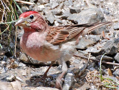 Cassin's Finch (Carpodacus cassinii)