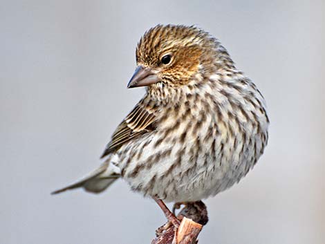 Cassin's Finch (Carpodacus cassinii)