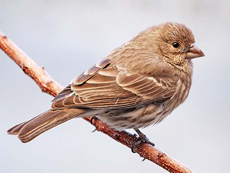 House Finch (Carpodacus mexicanus)