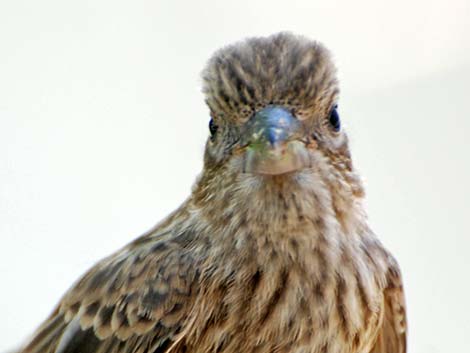 House Finch (Carpodacus mexicanus)