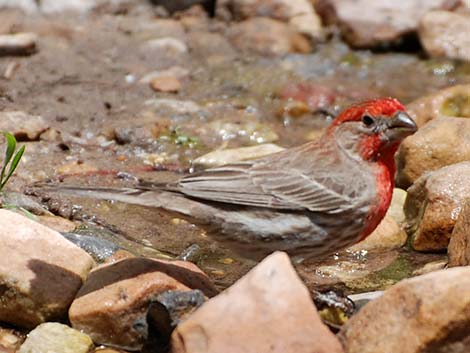 House Finch (Carpodacus mexicanus)