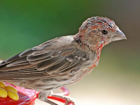 House Finch (Carpodacus mexicanus)