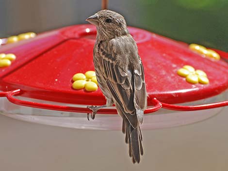 House Finch (Carpodacus mexicanus)