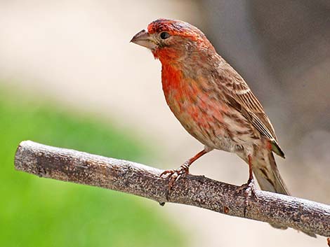 House Finch (Carpodacus mexicanus)