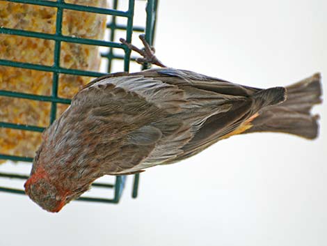 House Finch (Carpodacus mexicanus)