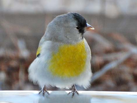 Lawrence's Goldfinch (Spinus lawrencei)