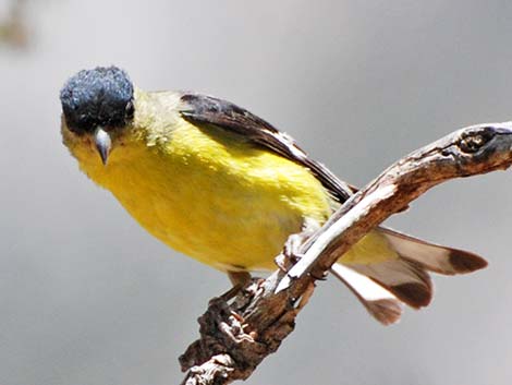 Lesser Goldfinch (Carduelis psaltria)