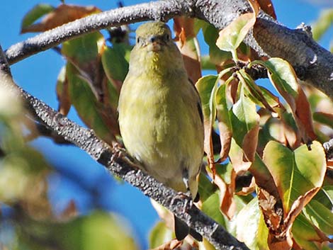 Lesser Goldfinch (Carduelis psaltria)