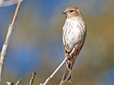 Pine Siskin (Carduelis pinus)