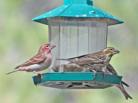 Purple Finch (Carpodacus purpureus)