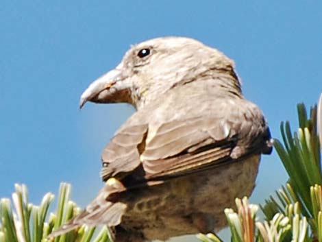 Red Crossbill (Loxia curvirostra)