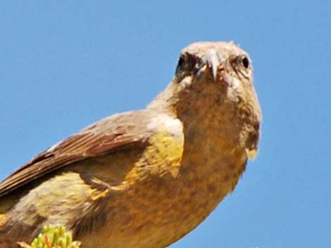 Red Crossbill (Loxia curvirostra)