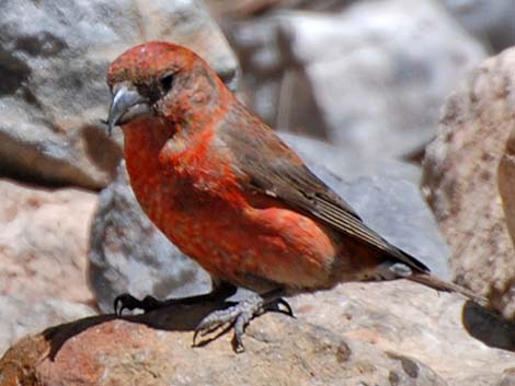 Red Crossbill (Loxia curvirostra)