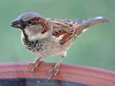 House Sparrow (Passer domesticus)