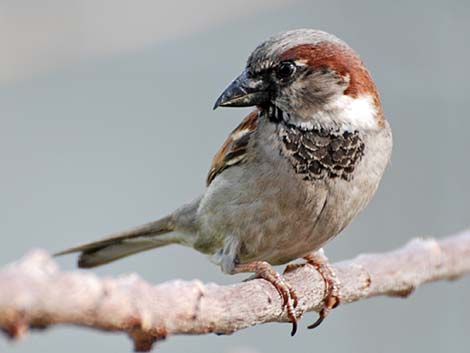 House Sparrow (Passer domesticus)