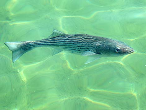 Hybrid Striped Bass (Morone saxatilis)