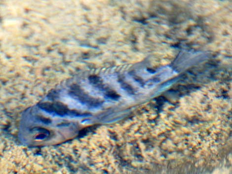 Convict Cichlid (Family: Cichlidae, Amatitlania nigrofasciata) 