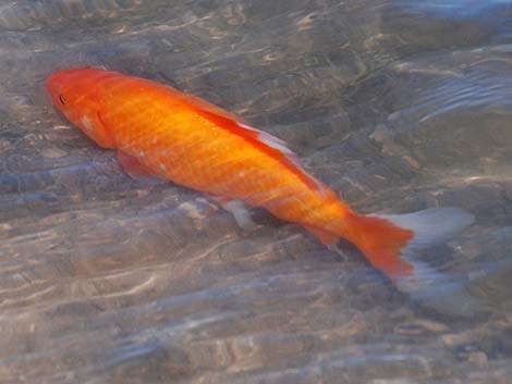 Goldfish (Carassius auratus)