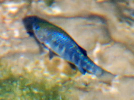 Pupfish