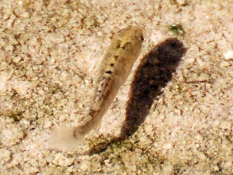 Salt Creek Pupfish (Cyprinodon salinus salinus)