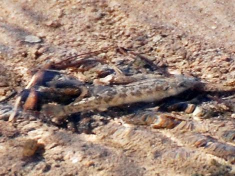 Salt Creek Pupfish (Cyprinodon salinus salinus)