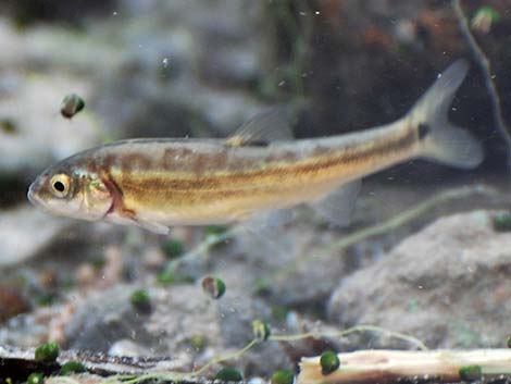 Moapa Dace (Moapa coriacea)