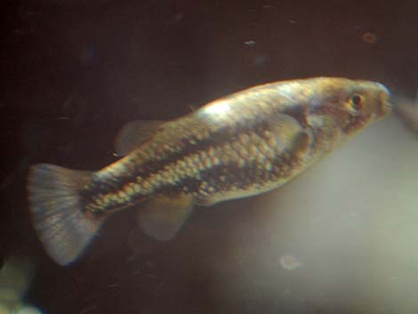 Moapa White River Springfish (Crenichthys baileyi moapae)