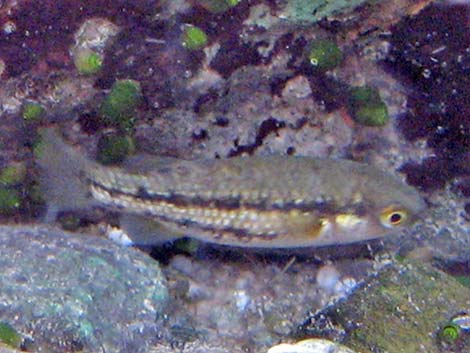 Moapa White River Springfish (Crenichthys baileyi moapae)