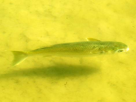 Striped Mullet (Mugil cephalus)