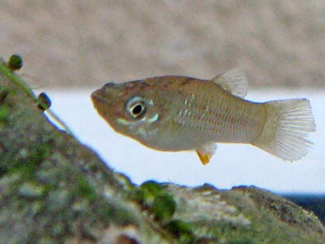 Mosquitofish (Gambusia affinis)