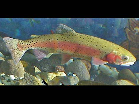 Lahontan Cutthroat Trout (Oncorhynchus clarkii henshawi)