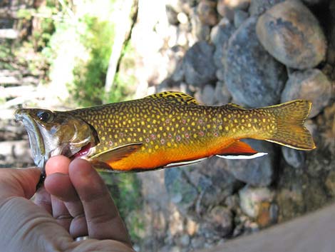 Brook Trout (Salvelinus fontinalis)